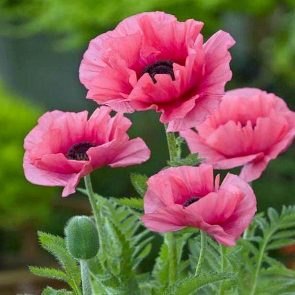 Pink Poppies