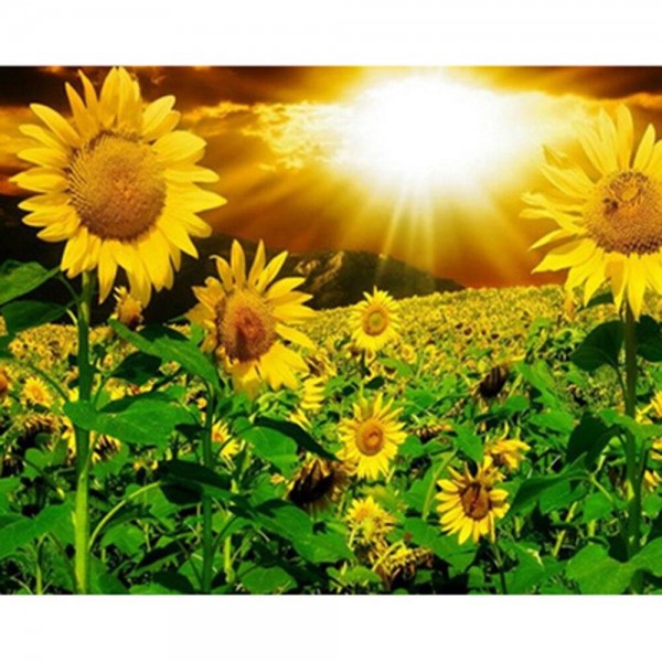 Sunny Sunflower Valley