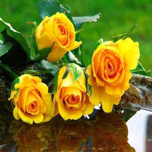Yellow Roses