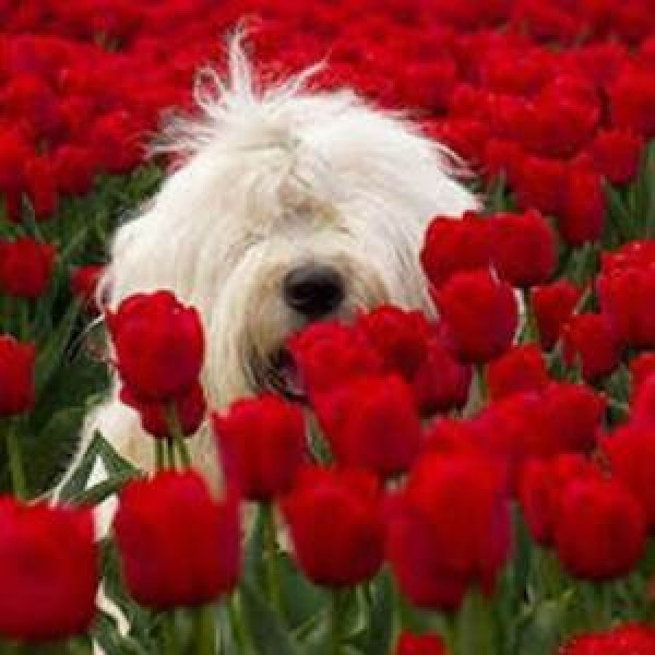 Tulip Field Dog