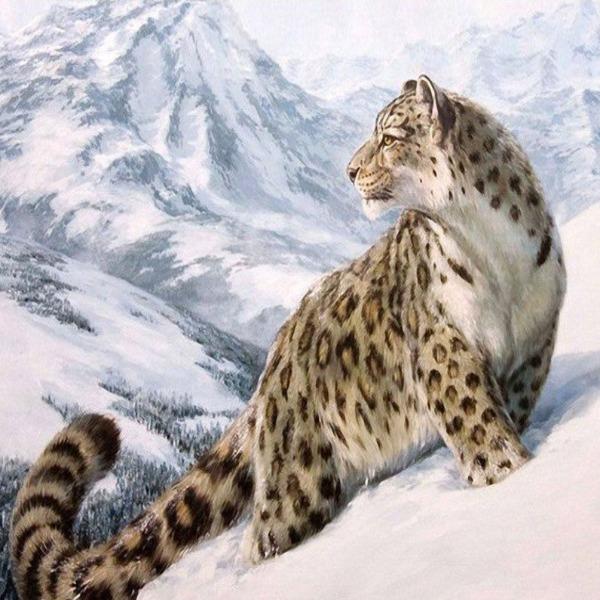 Snow Leopard's Kingdom