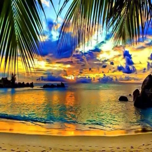 Under The Palm Leaves