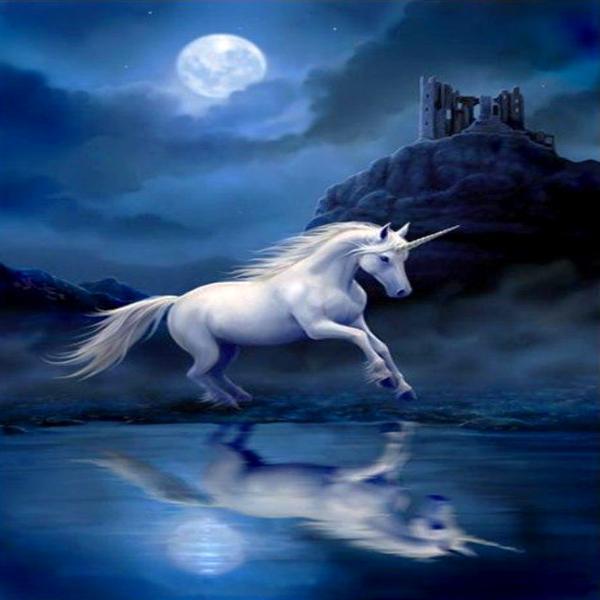 Unicorn Night