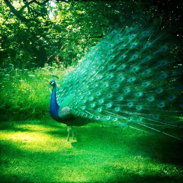 Backyard Peacock