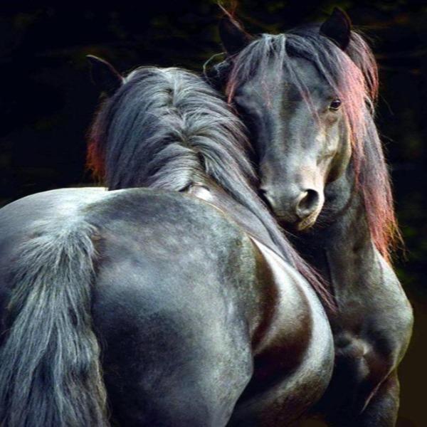 Love Of Horses