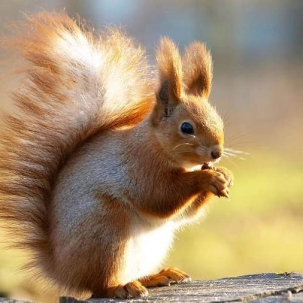 Fluffy Squirrel