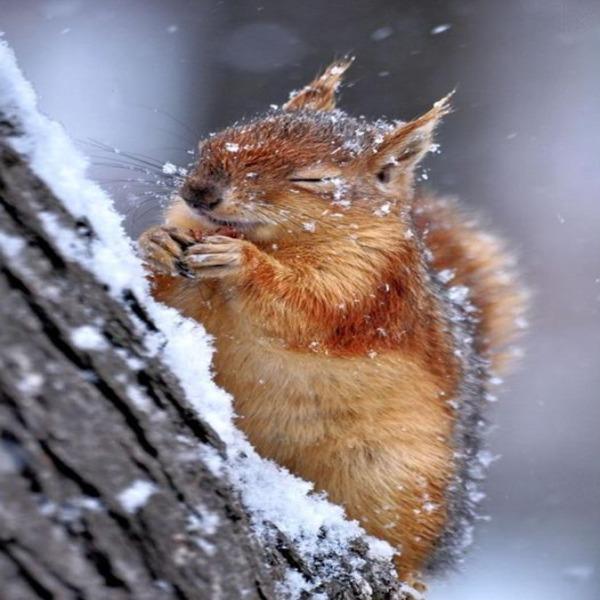 Snowy Squirrel