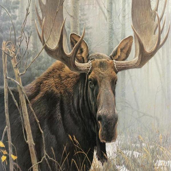 Foggy Forest Moose