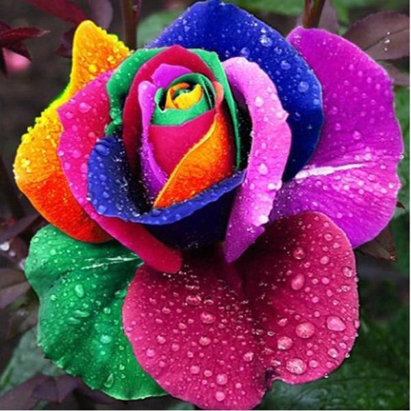 Rainbow Rose