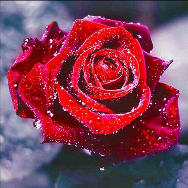 Morning Dew Rose
