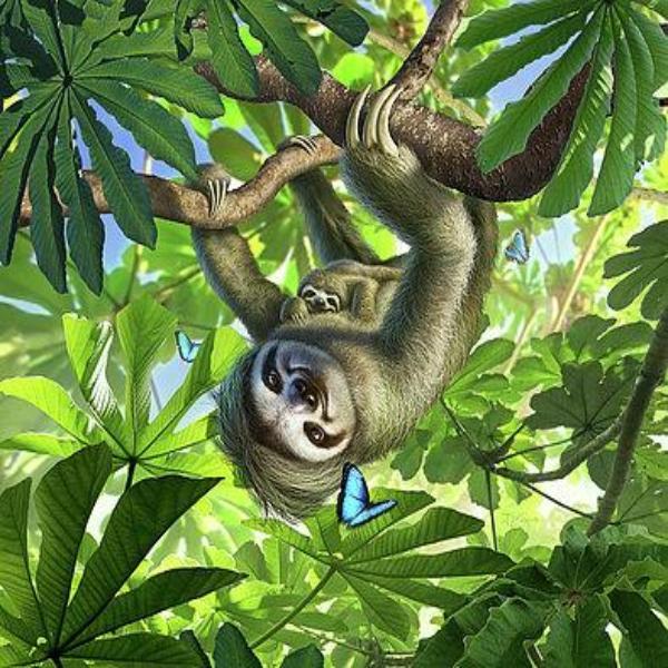 Hang Out Sloths