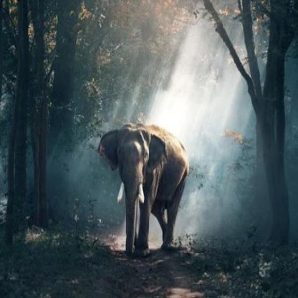 Forest Elephant