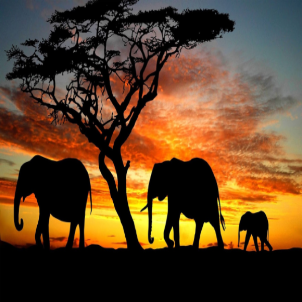 Sunset Elephants