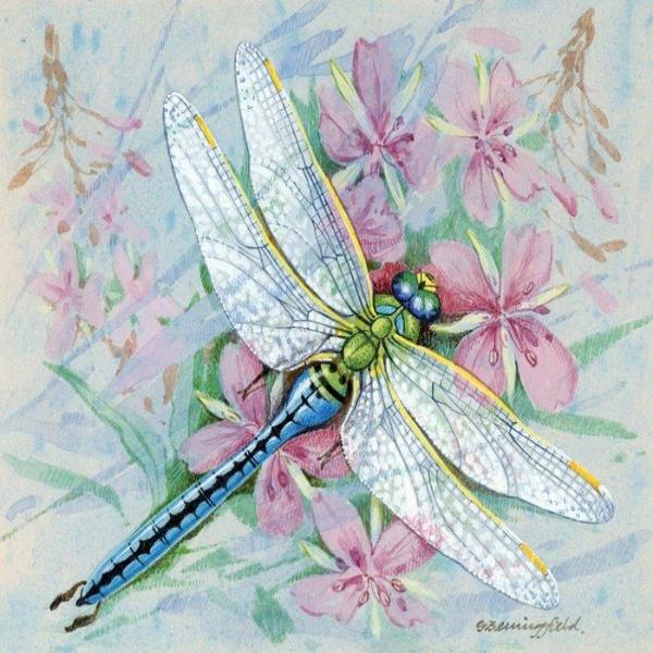 Pastel Dragonfly