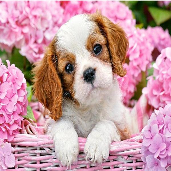Puppy In Flower Basket