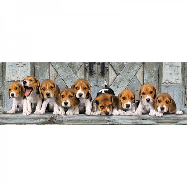 Beagle Puppy Panorama