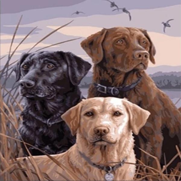 Three Labradors