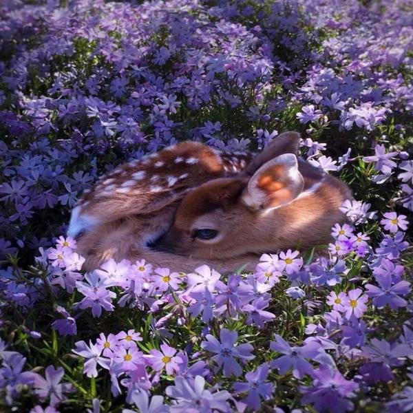 Flowerbed Bambi