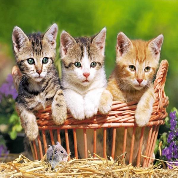Country Kittens
