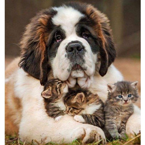 Saint Bernard Nurse