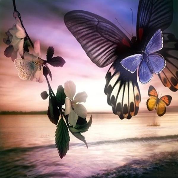 Evening Butterflies
